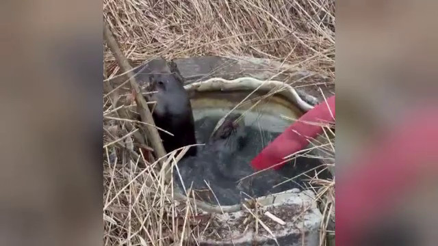 Doi castori salvați de pompierii din Bacău după ce au căzut într-un canal de apă lângă râul Tazlău 1 castori