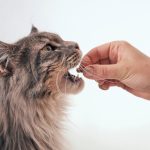 shutterstock 2146723141