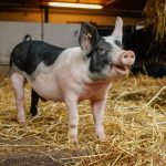 porc imago166134038