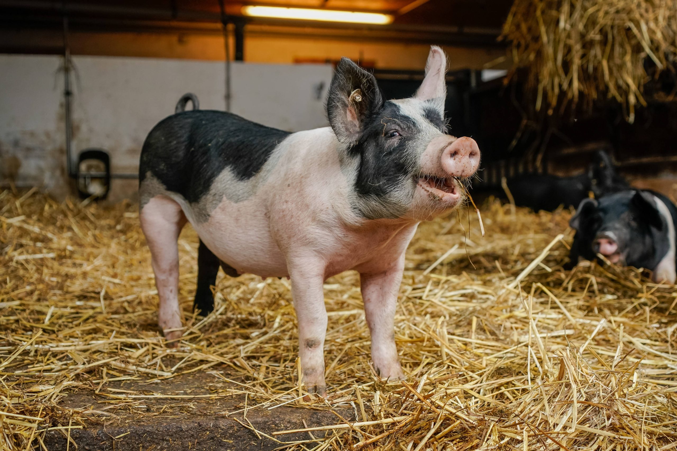 porc imago166134038 scaled