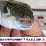 peste iepure getty