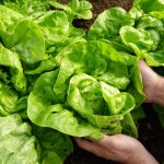 salata verde