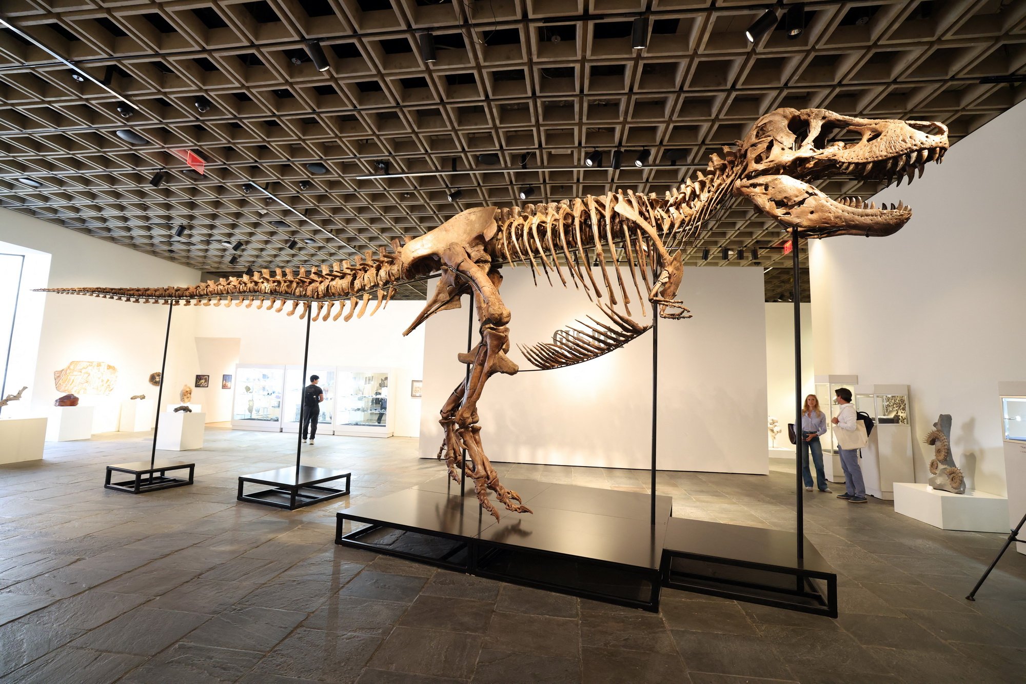 t rex gus2