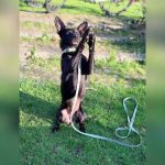 adoptii animale