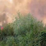 incendiu vefetatie delta dunarii
