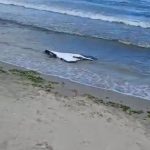 drona constanta
